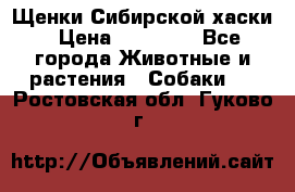 Щенки Сибирской хаски › Цена ­ 18 000 - Все города Животные и растения » Собаки   . Ростовская обл.,Гуково г.